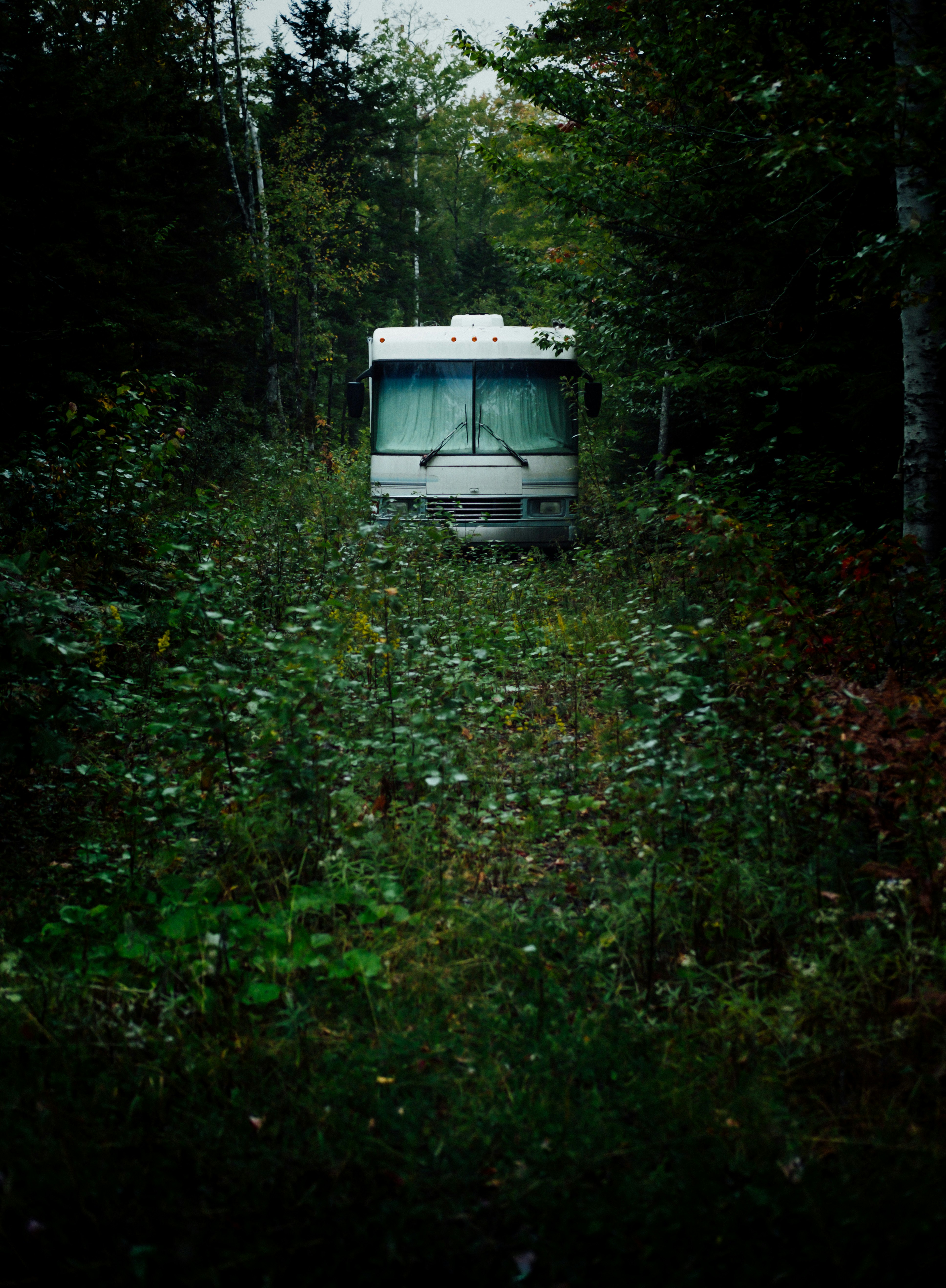 white bus surrounded by trees